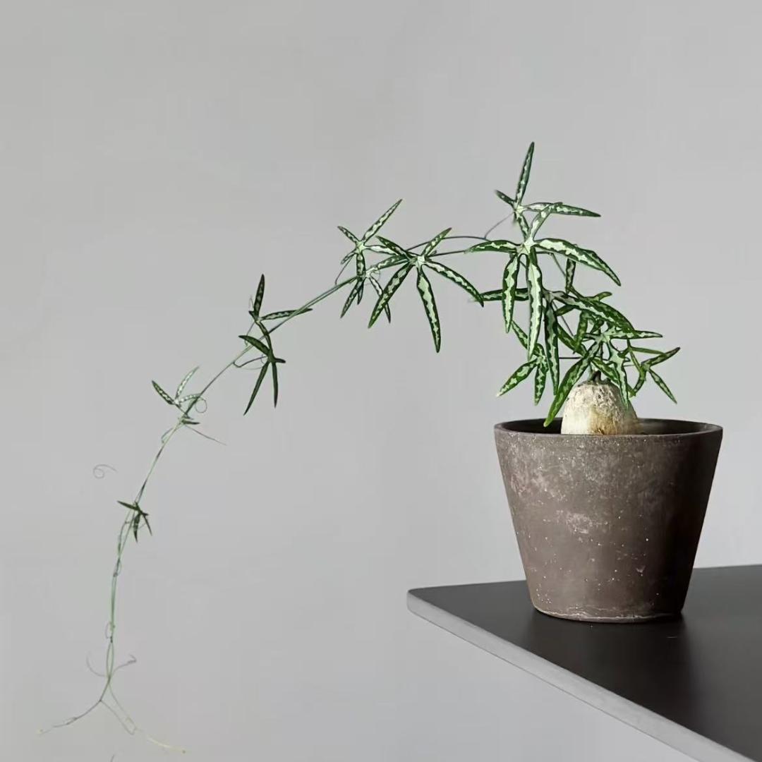纷纷飞花个体店