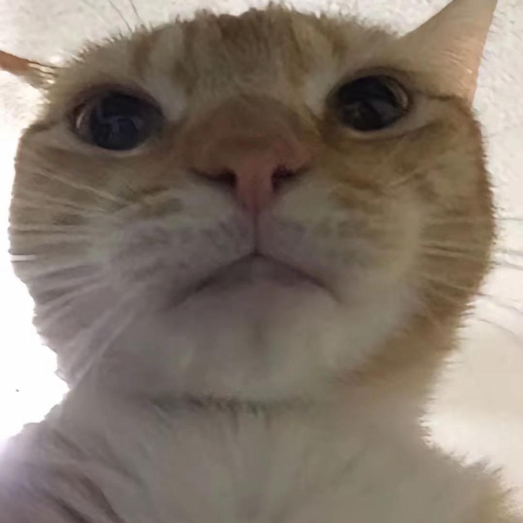 哈吉喵