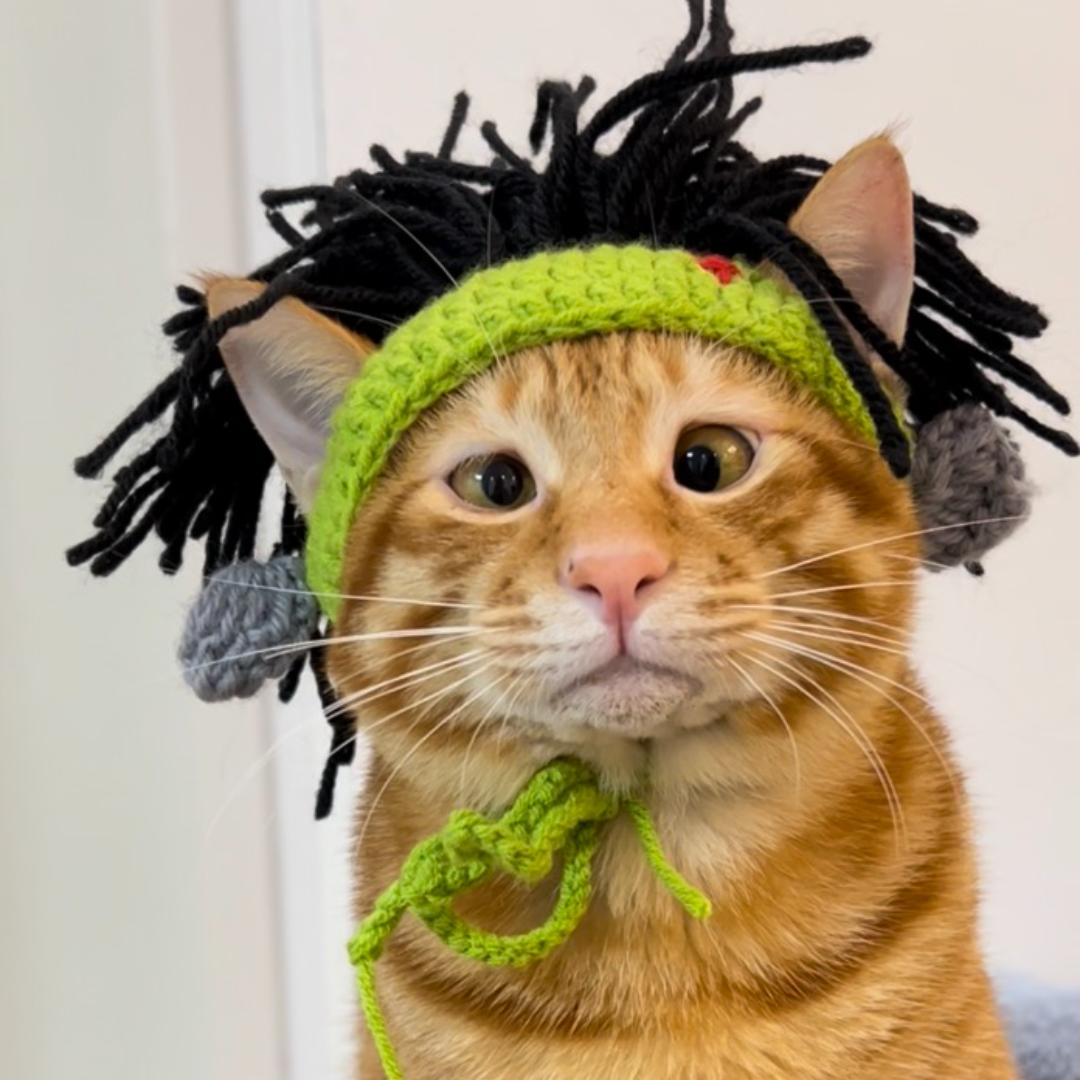 开心是只🐱