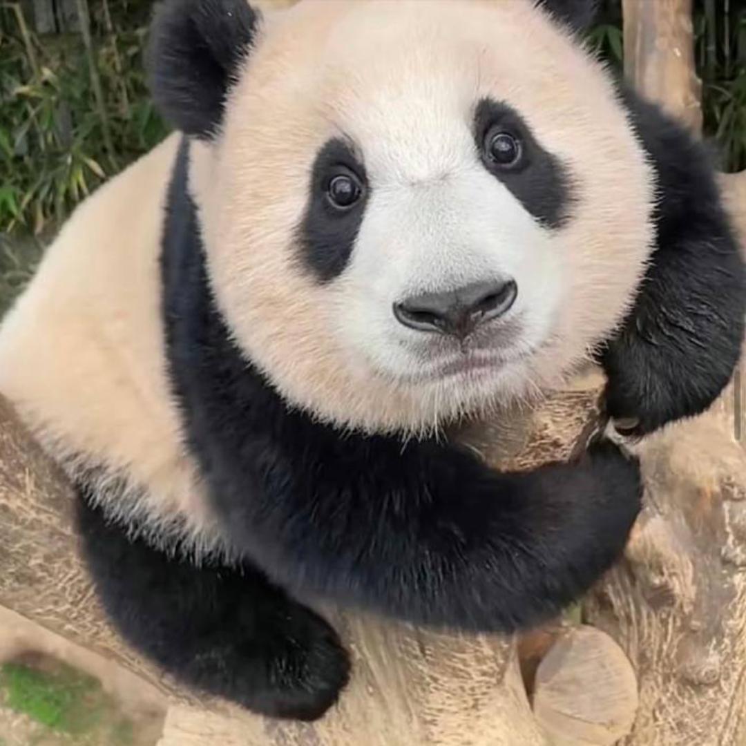 阿饭🍖小嘟🐶