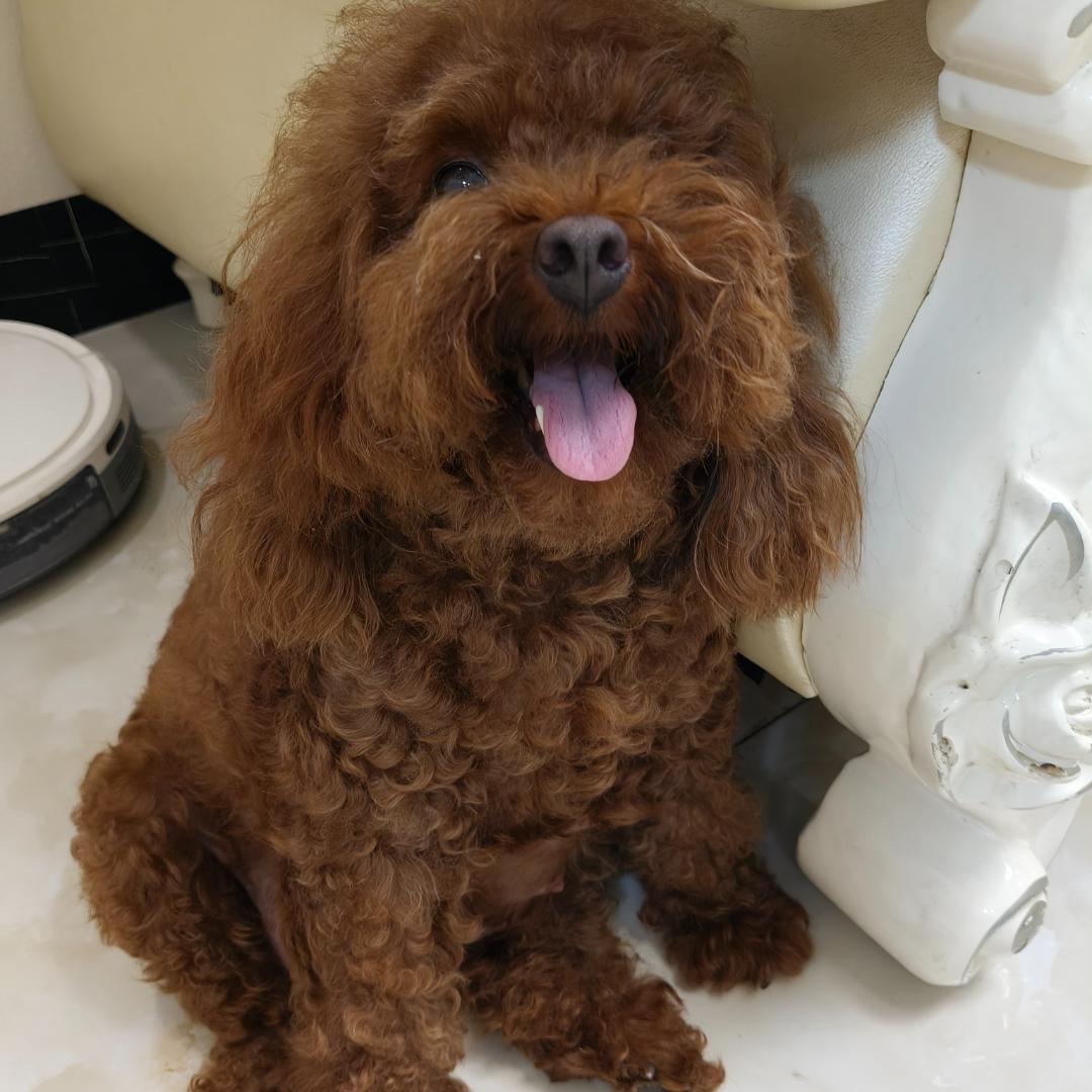 元宝是一只贵宾