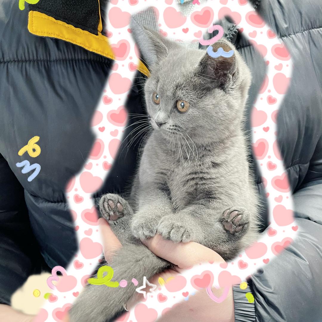 妞妞🐯和壮壮🐈