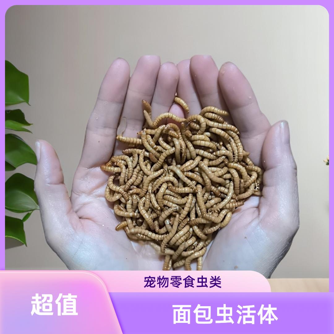 卖面包虫的英子