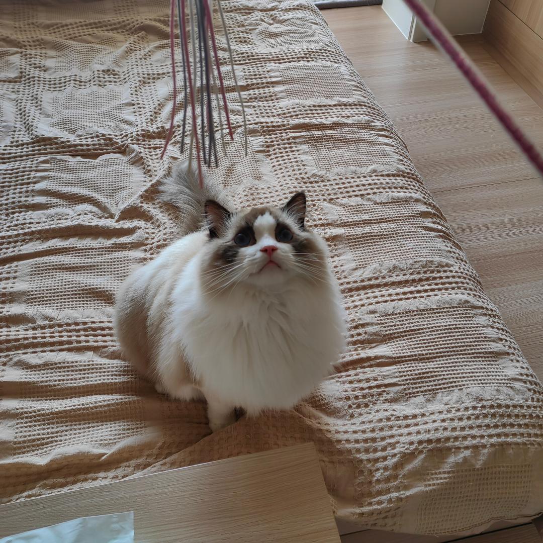 布偶铲屎官