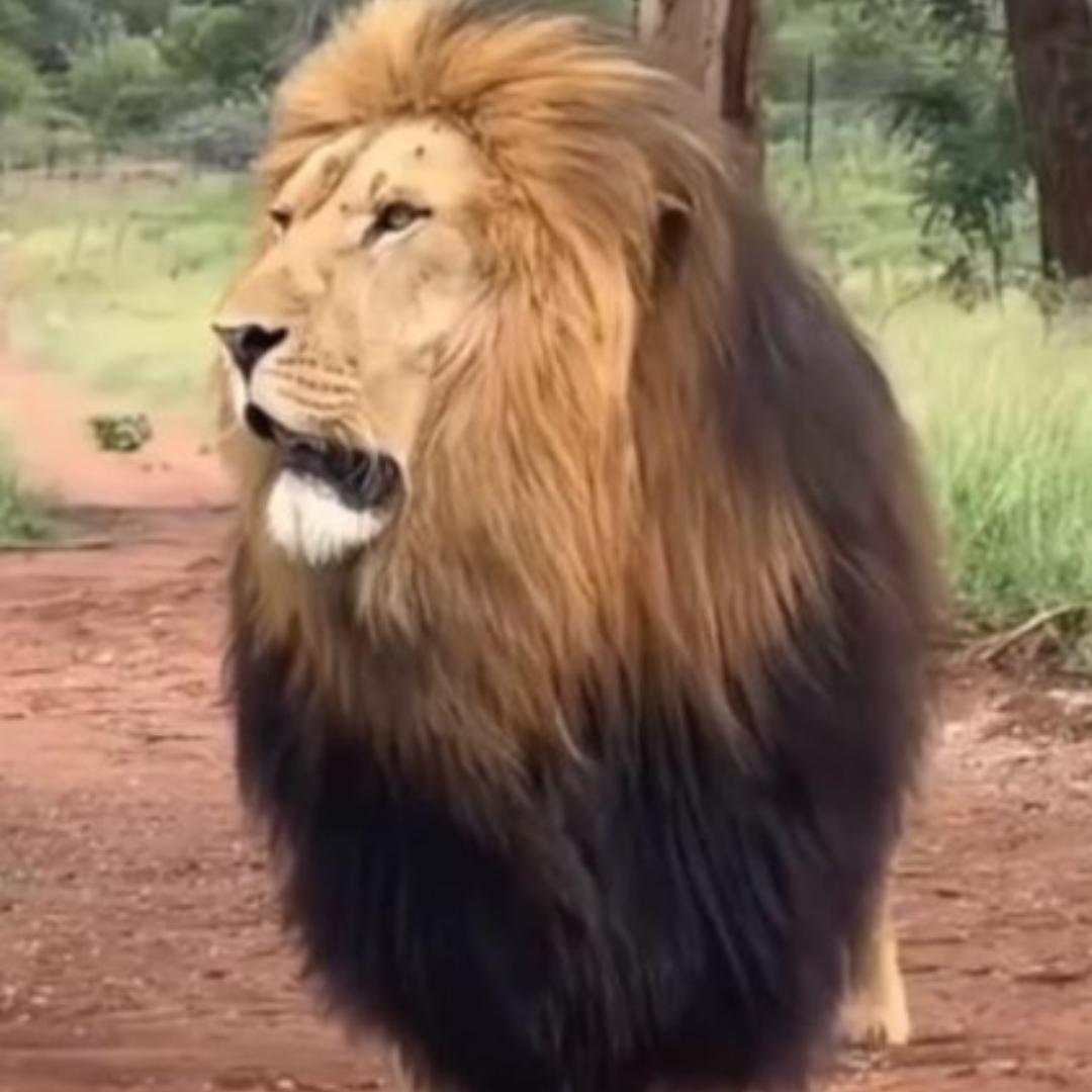 ⎛⎝(｡◕‿◕｡)⎠⎞