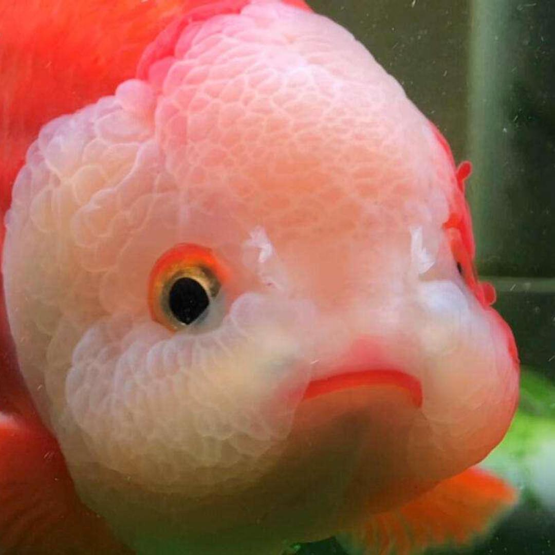 珑珠水族生物