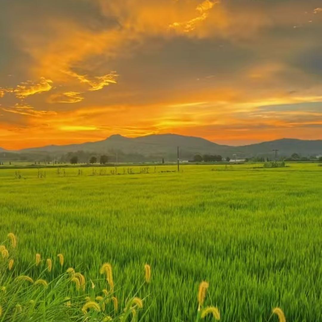 田野佳品