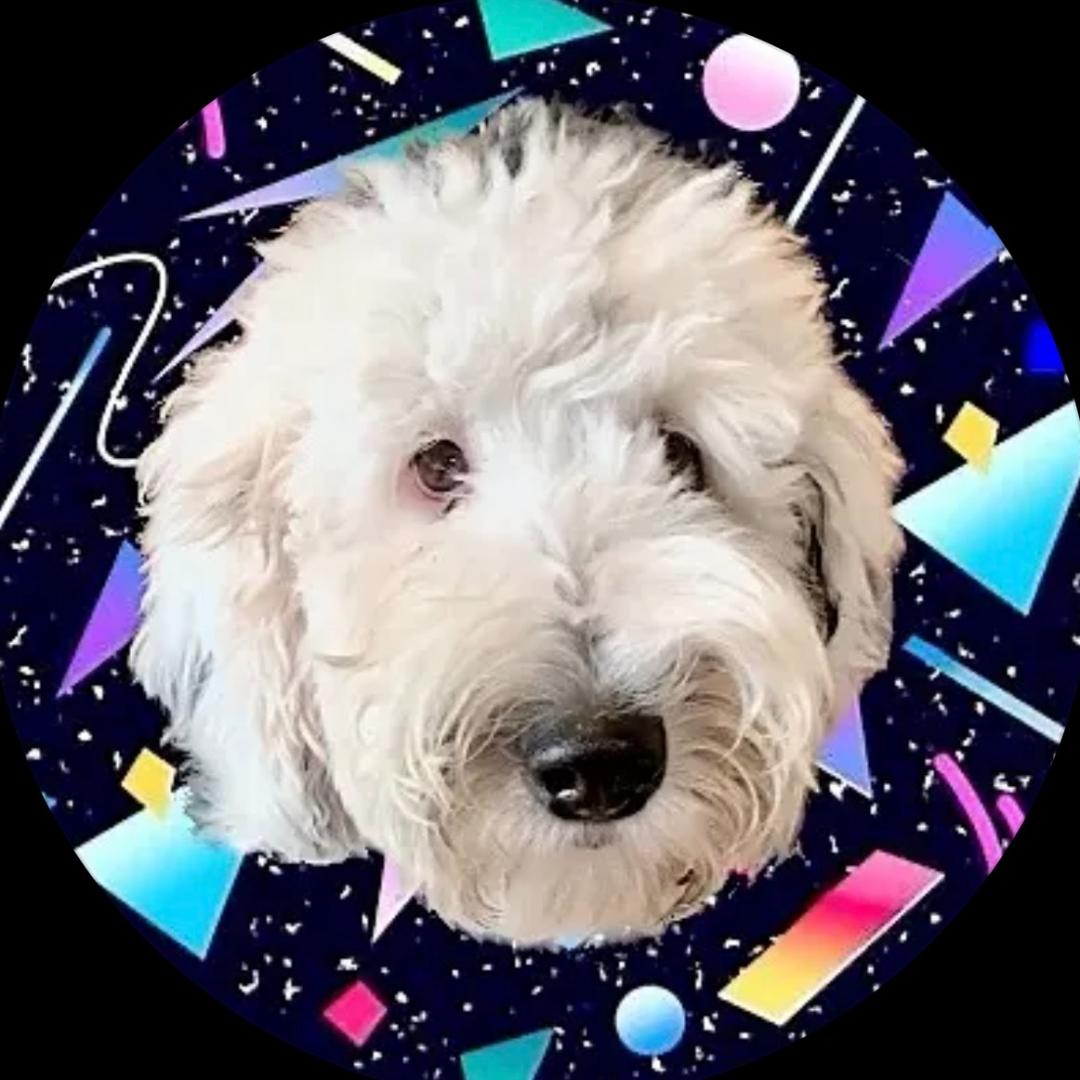 会说话的狗狗Bunny