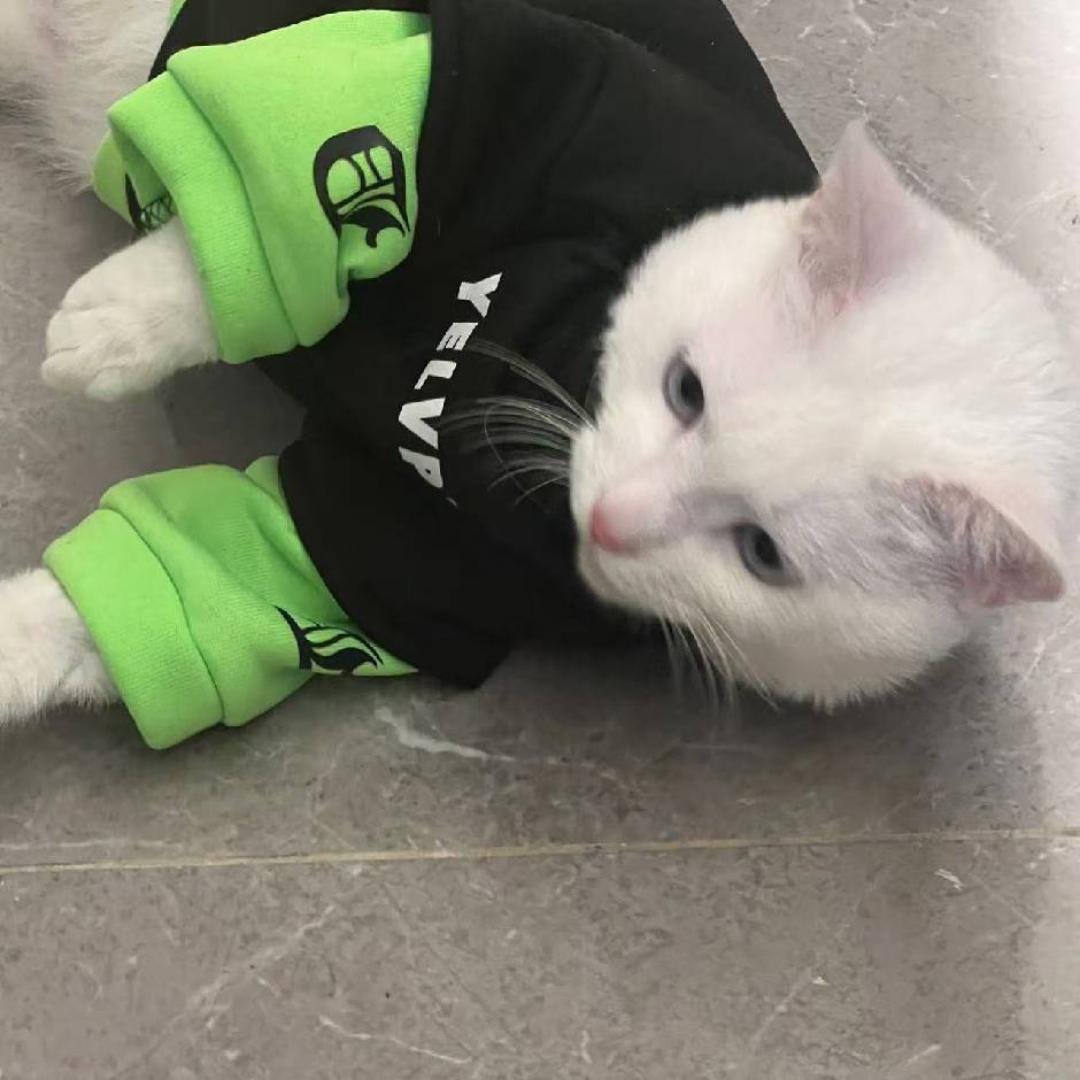 猫小满