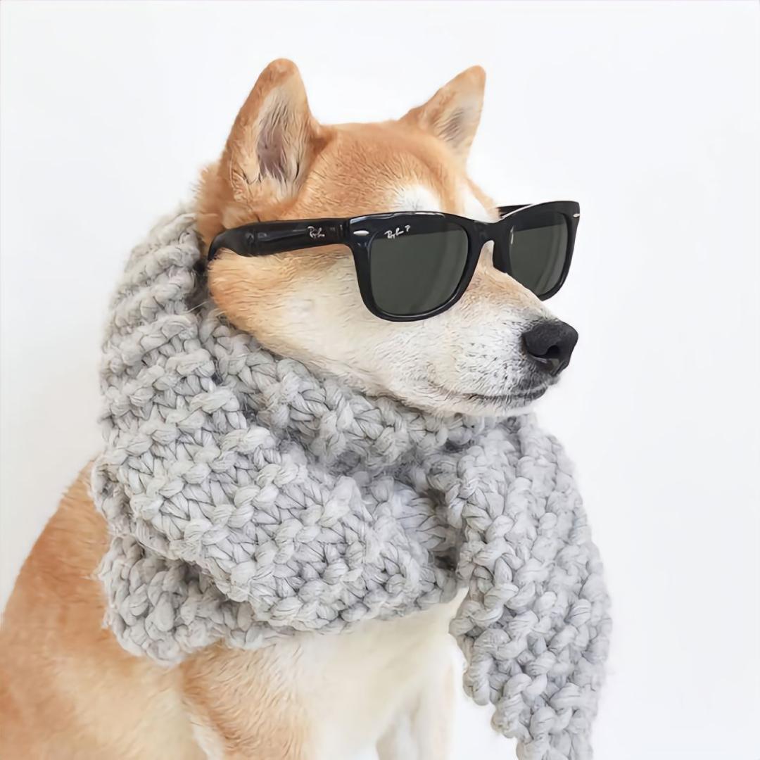 买卖桑是柴犬