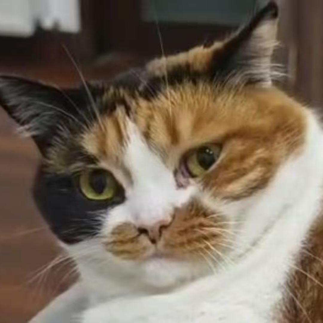 趣加喵猫砂严选