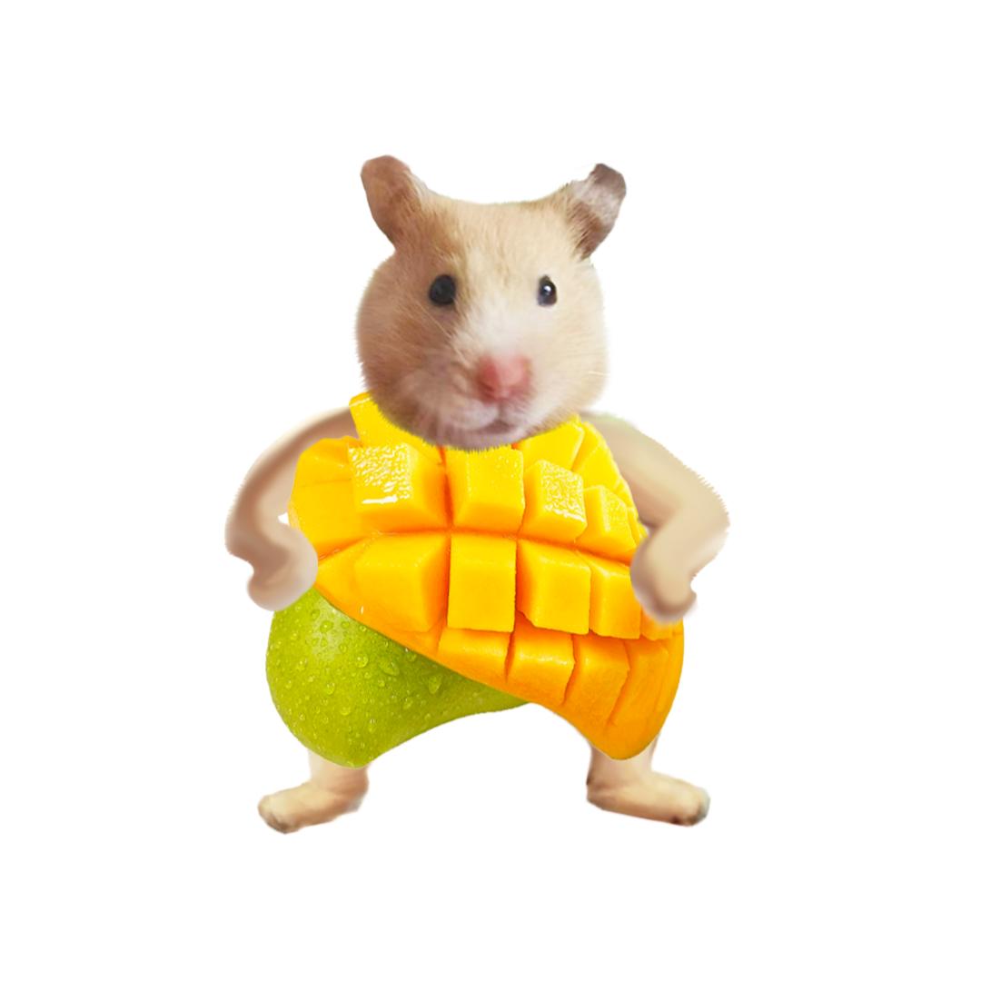 小鼠Mango