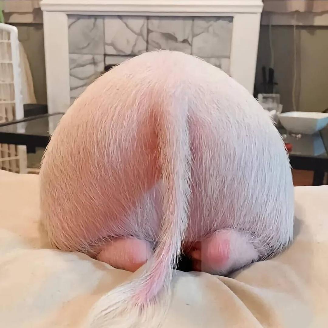 草鞋o🐷