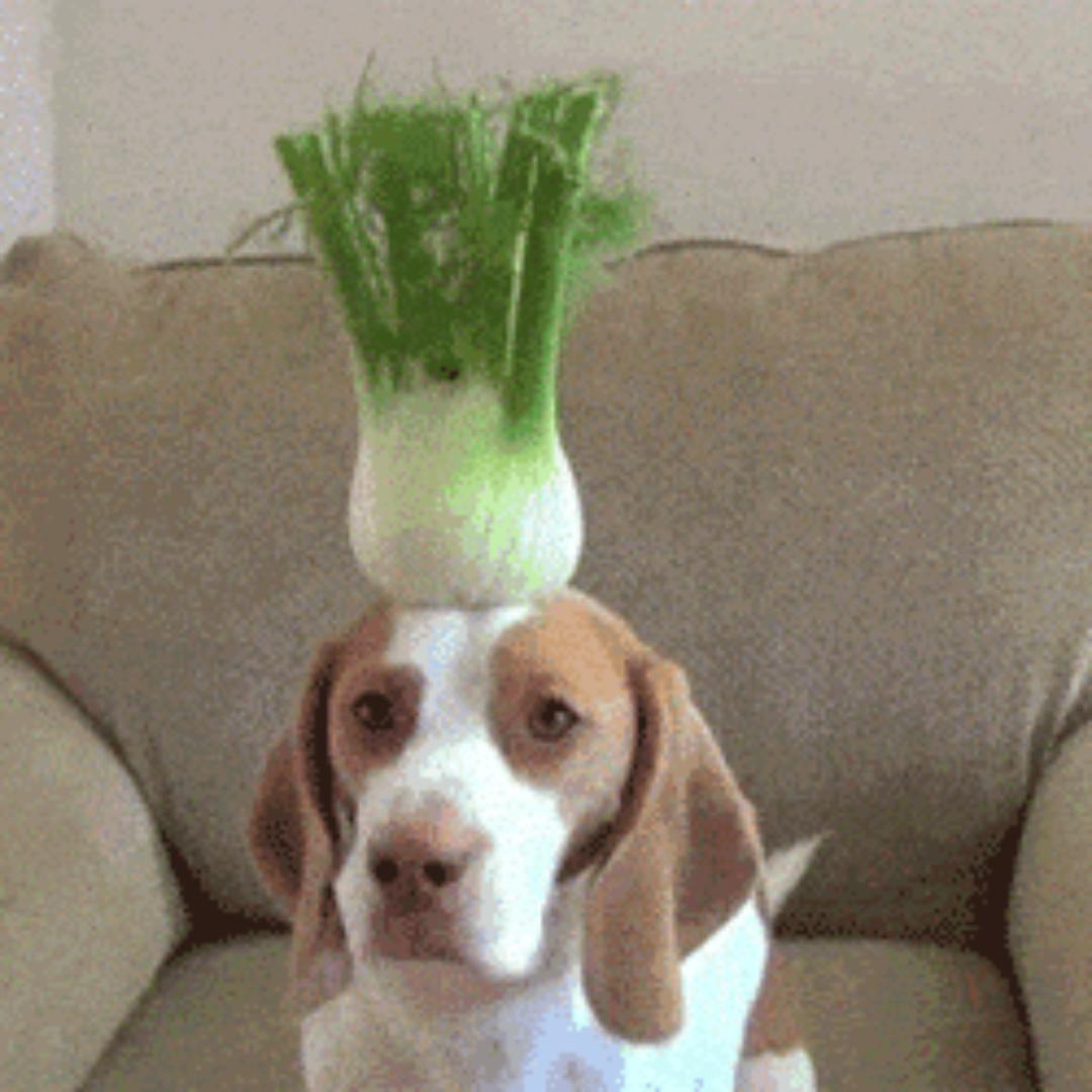 城市之光·导盲犬路训站