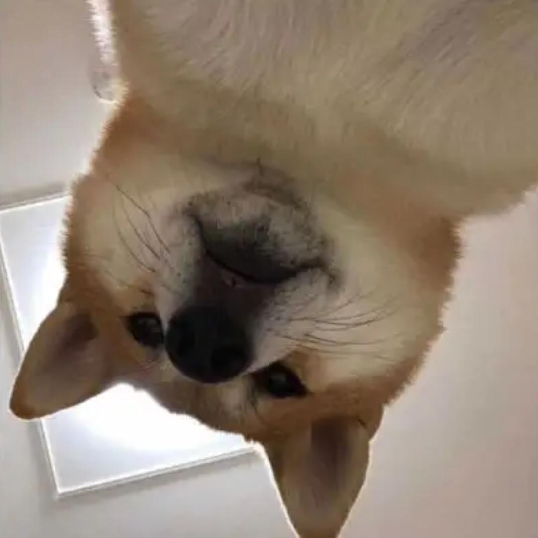 布丁探案