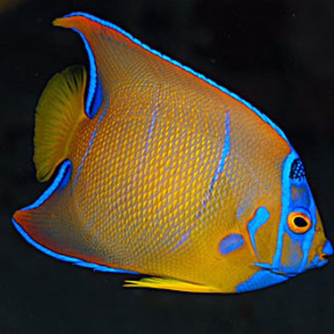 京东外卖服务商