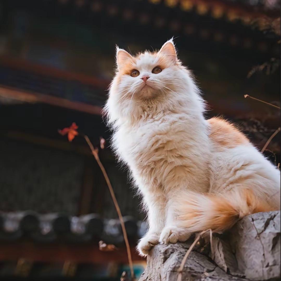 好👌