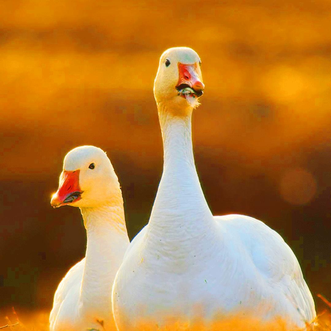 光仔萌兽日记@抖音