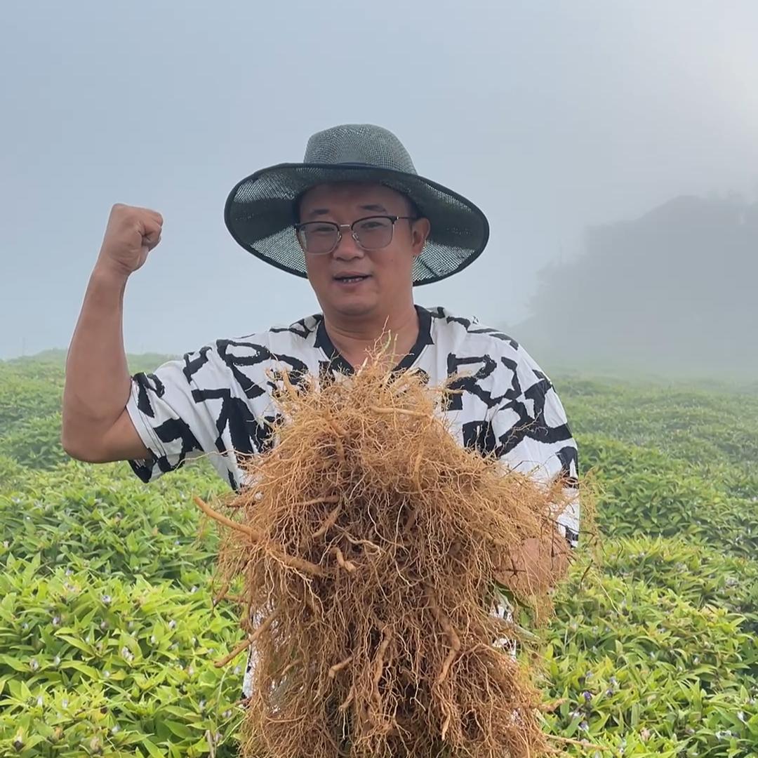浙南云颠菜头肾