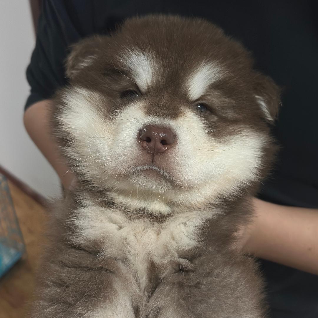 包子爱吃包子🦴