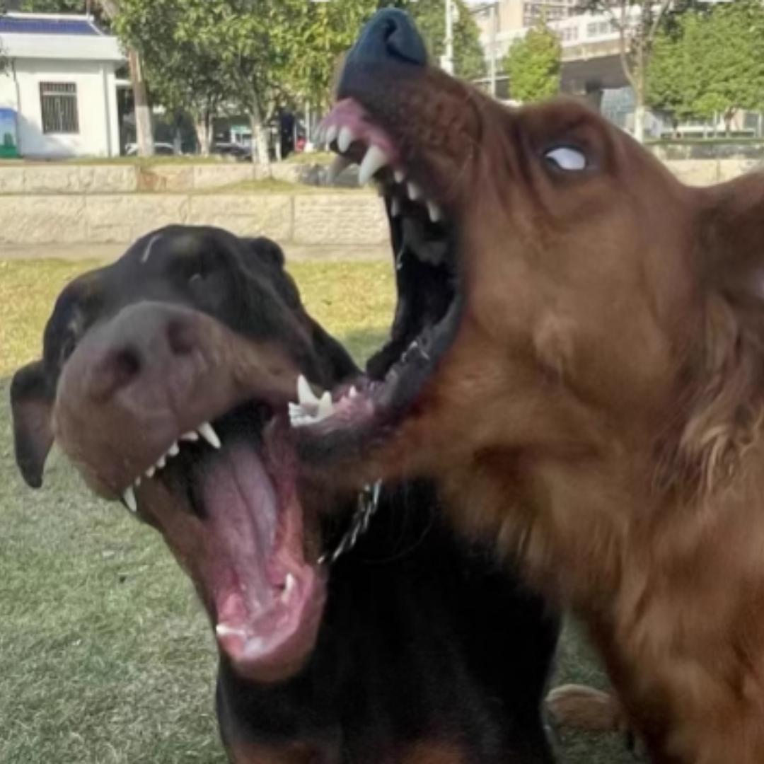 纯野狗（三角洲行动）