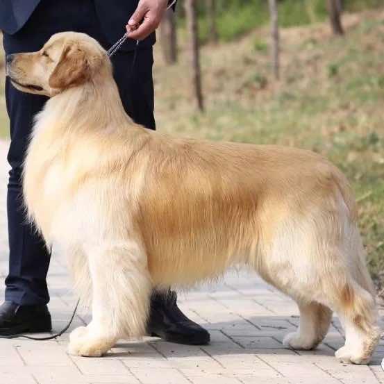 黄金彼岸犬舍主理人