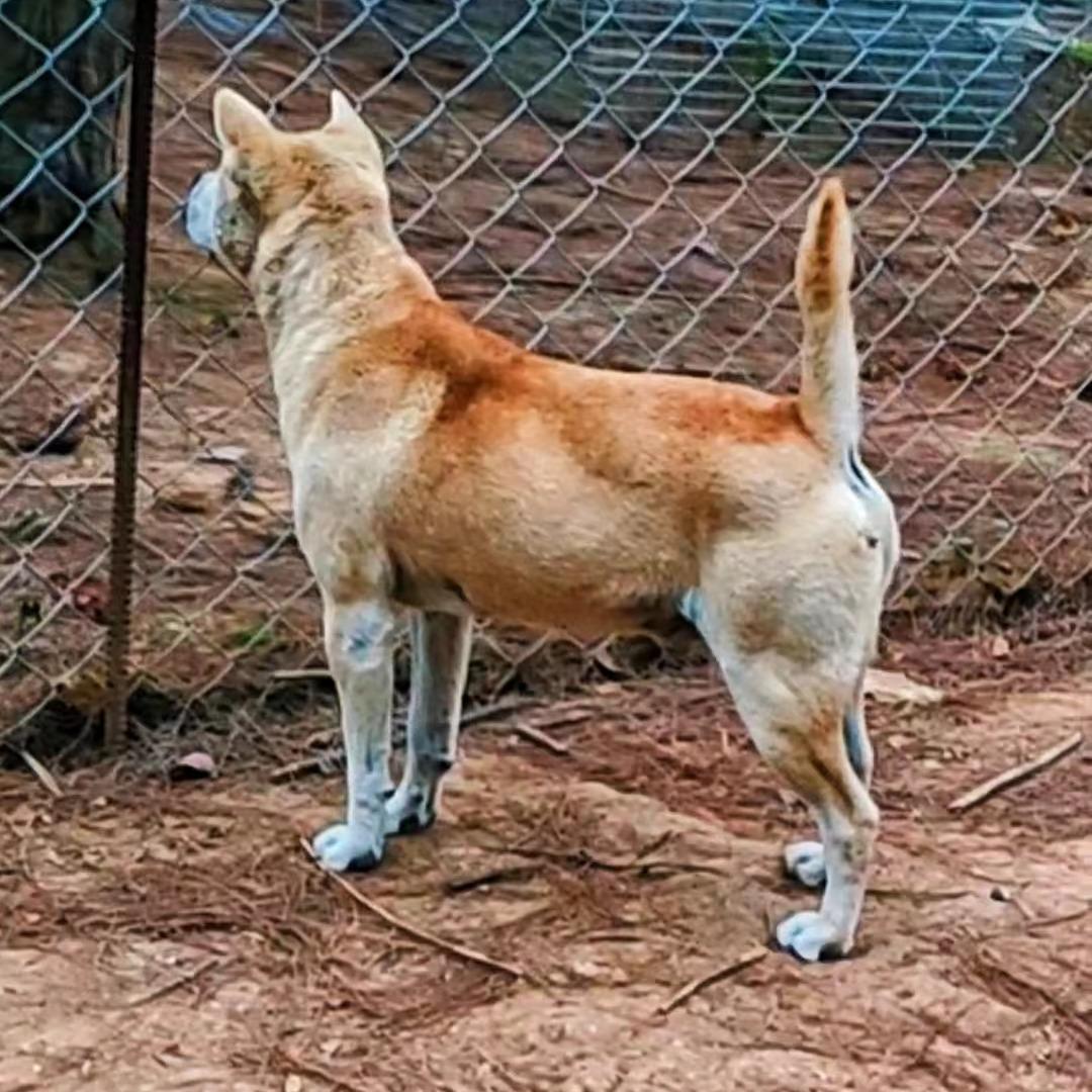杜哥从江土猎