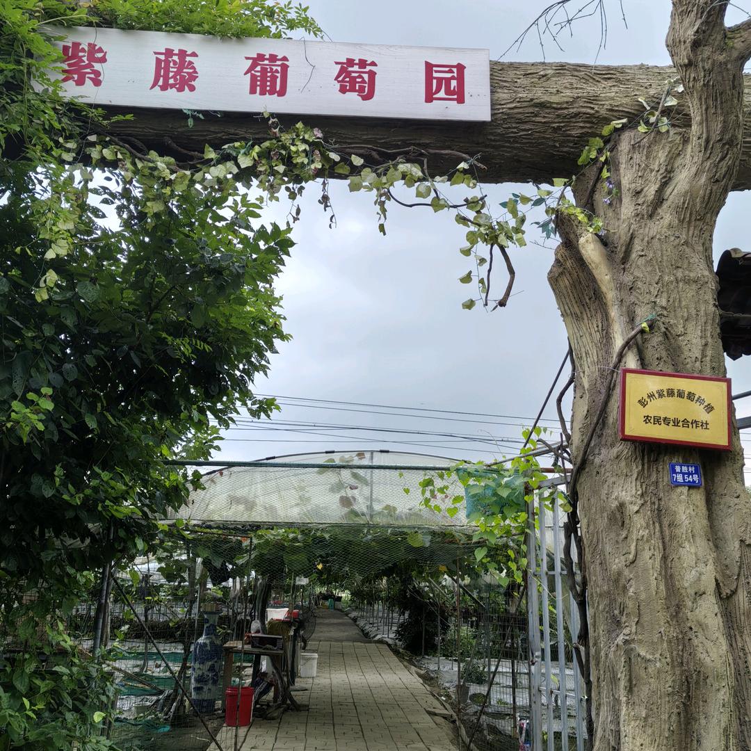 紫藤葡萄生态园