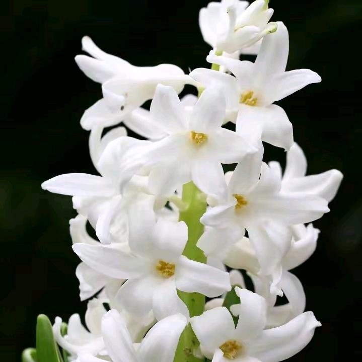 花之语花艺