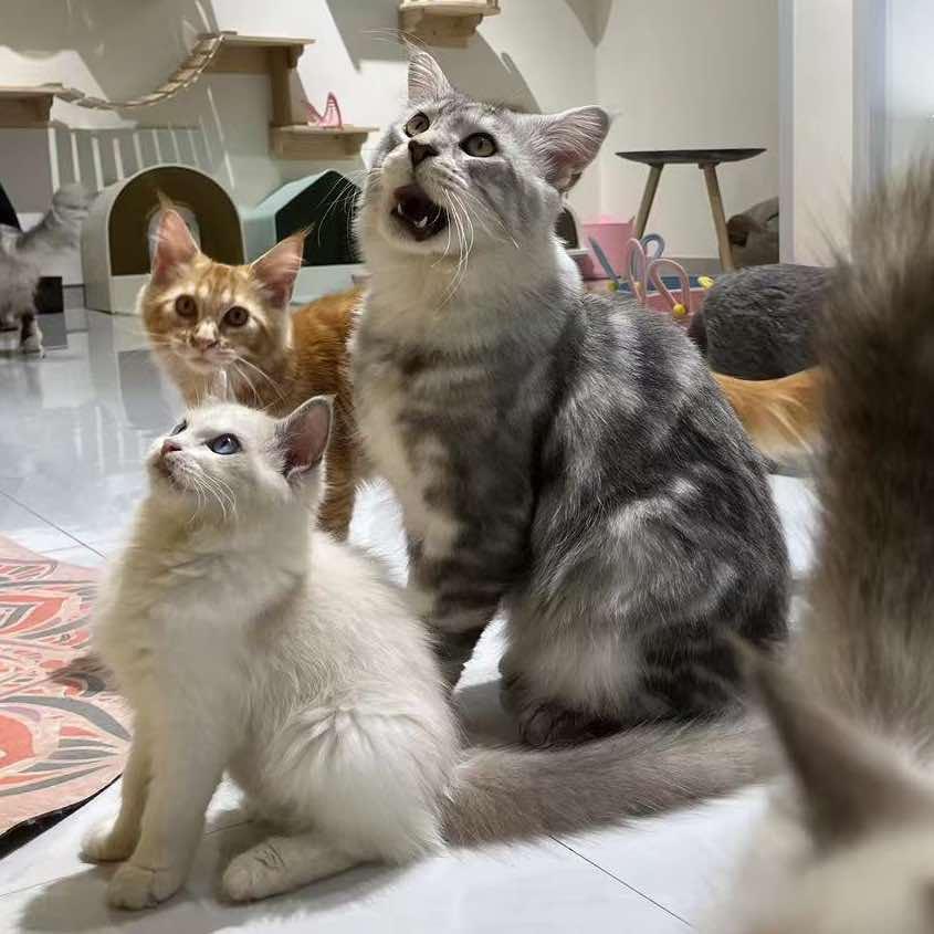 1645猫咖馆