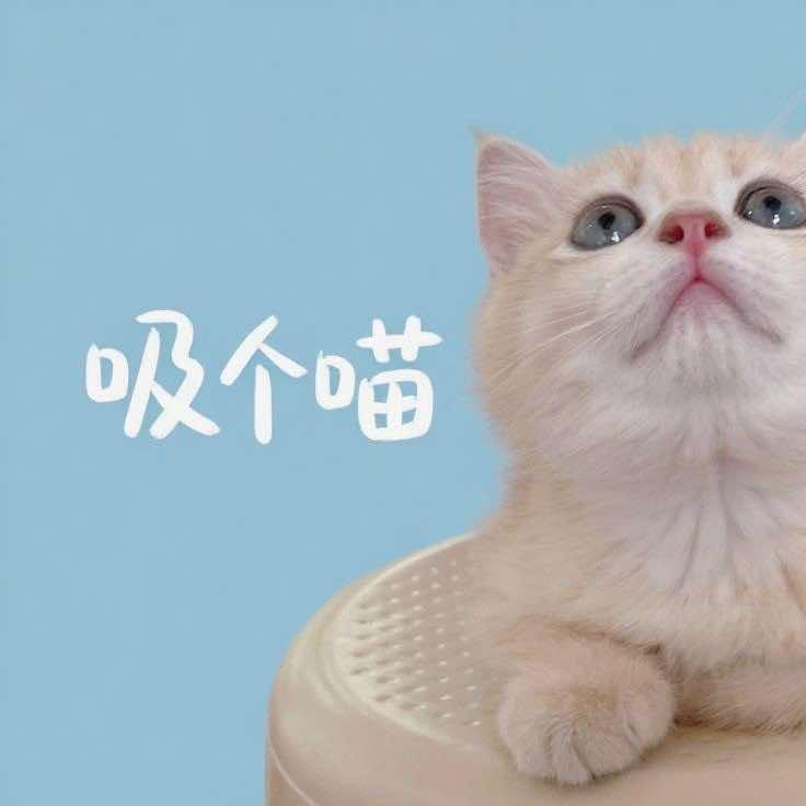 钟楼西吸个喵猫咖