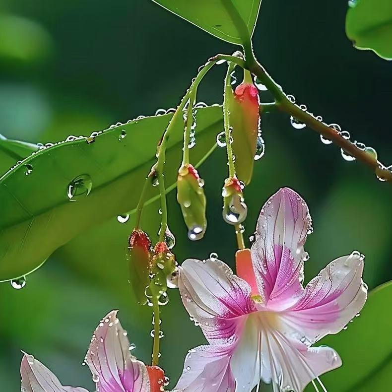 大自然木门(砀山开发区光彩大市场店)陈宇直播号