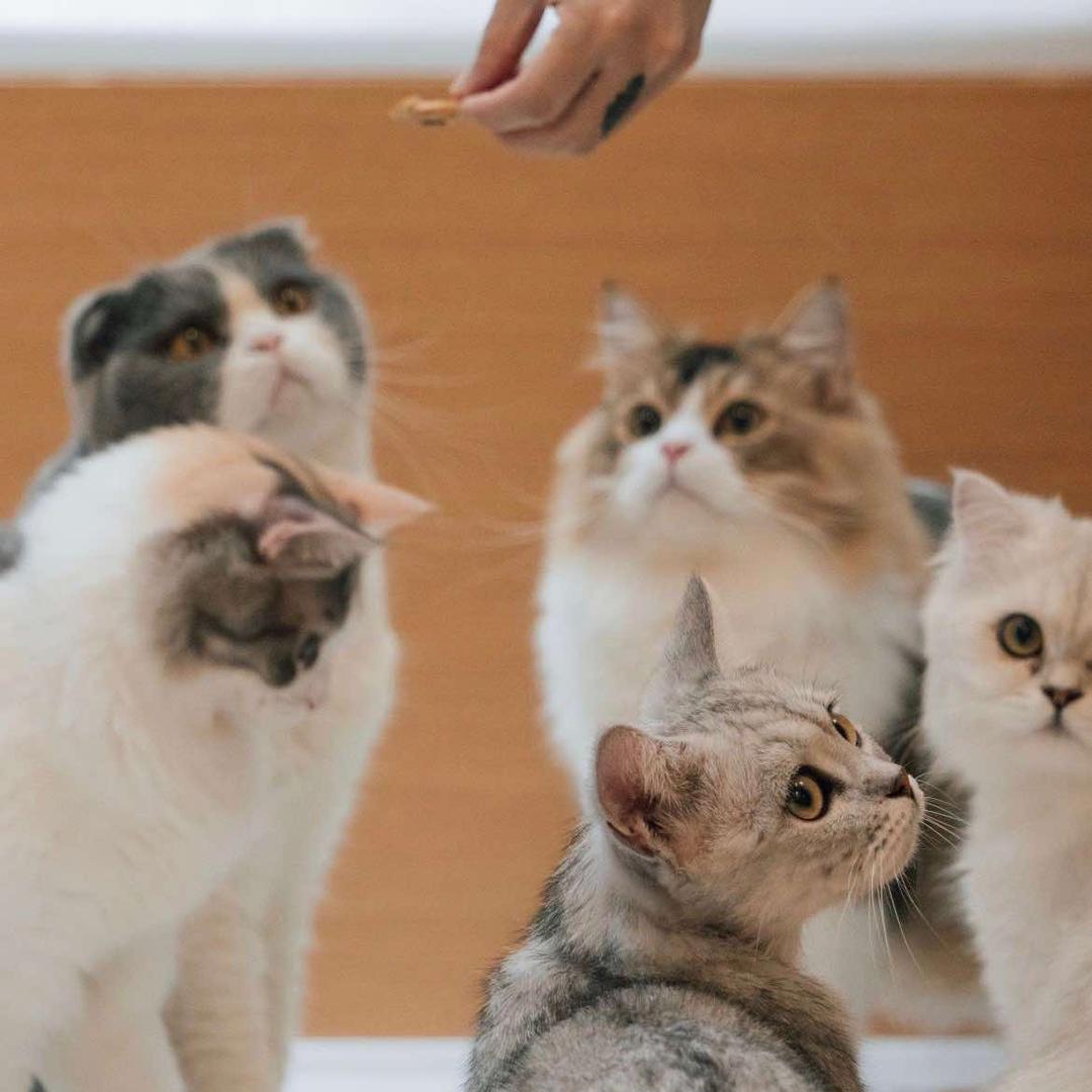 萌虎猫咖