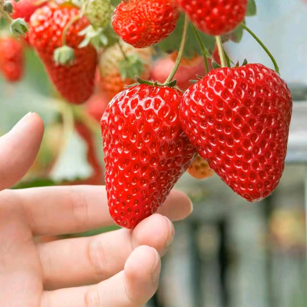 文峰葡萄·草莓采摘园官方号