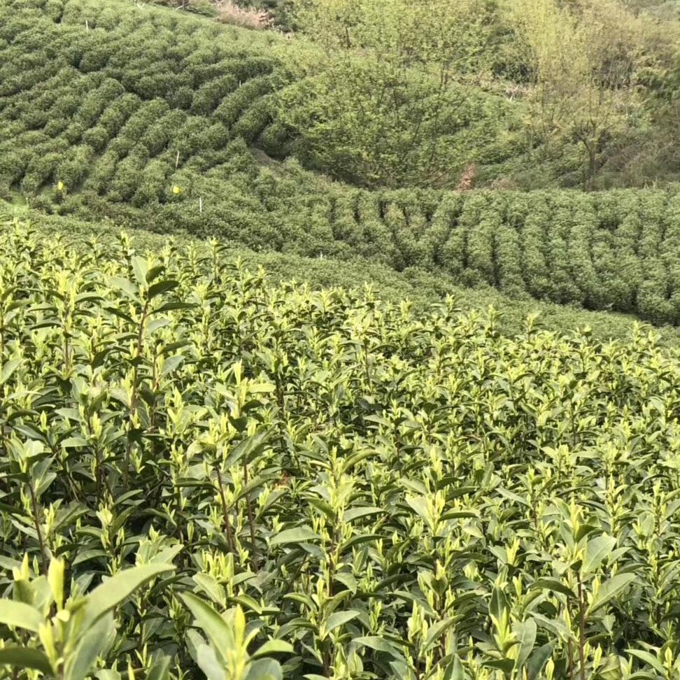 一缕清风（恒盛茶叶）