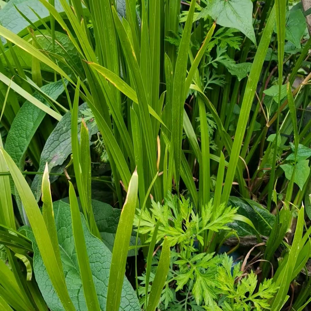 春玮思高梦生活直播号