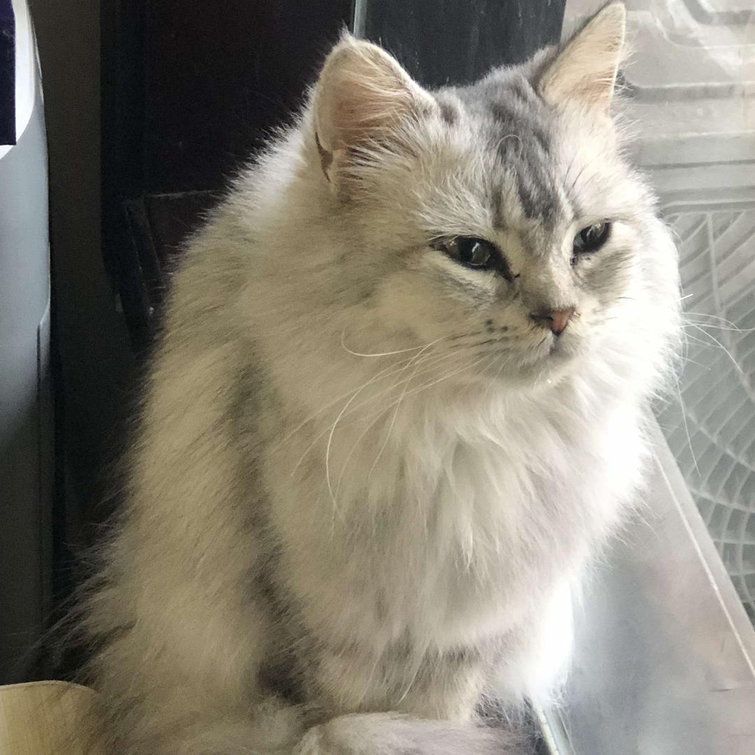 壹只猫二三