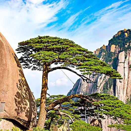 黄山旅游途青松