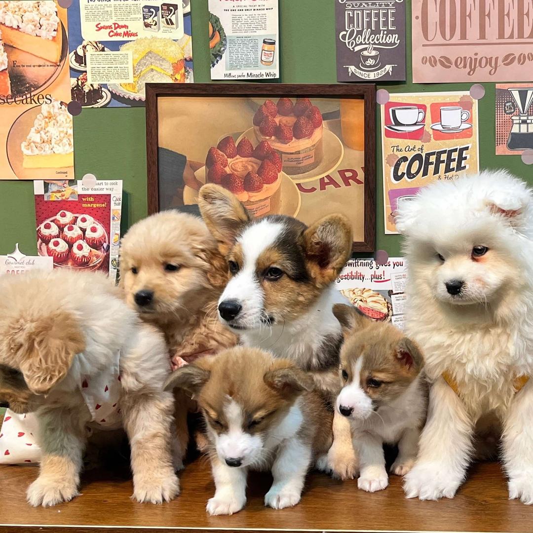 不断尾柯基宠物生活馆