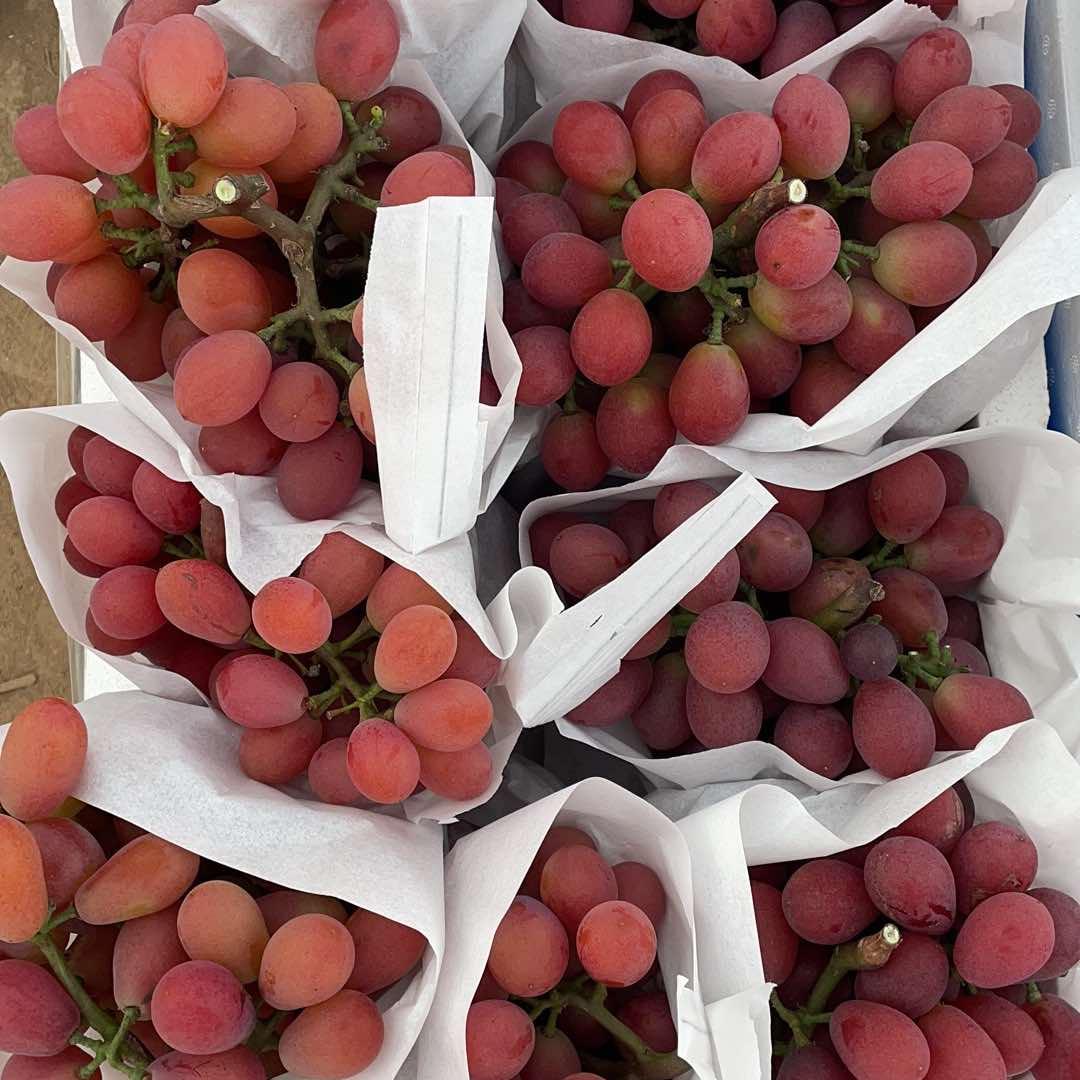 葡萄采摘园官方号