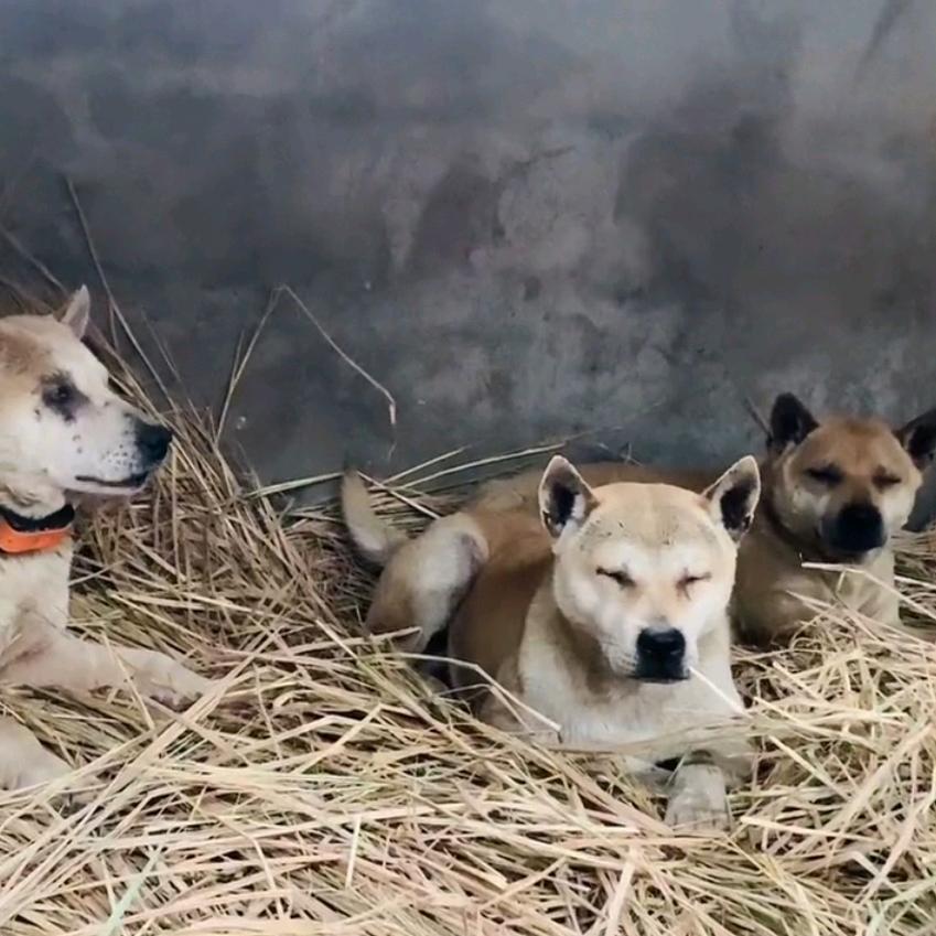 黄家土猎田园犬
