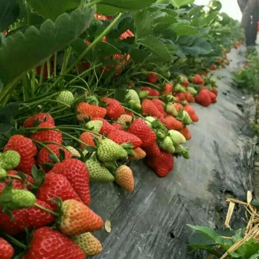 重庆美丰草莓葡萄园