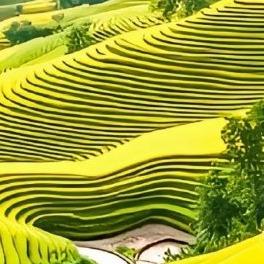 小帅传媒直播号