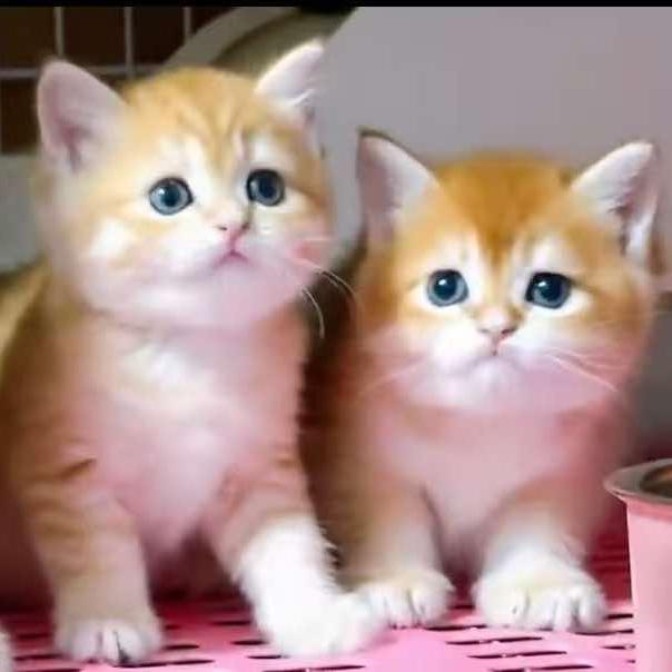 猫舍宠物养殖基地小乔