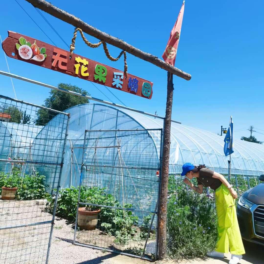 忻州古城南关无花果采摘园