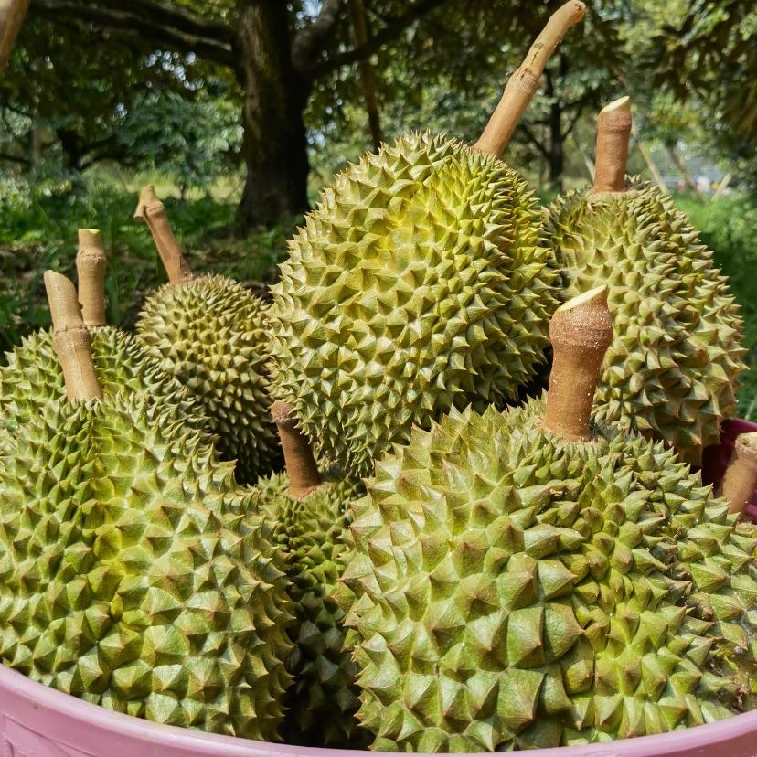 团团优选鲜果榴莲铺(集贸市场店)团购号