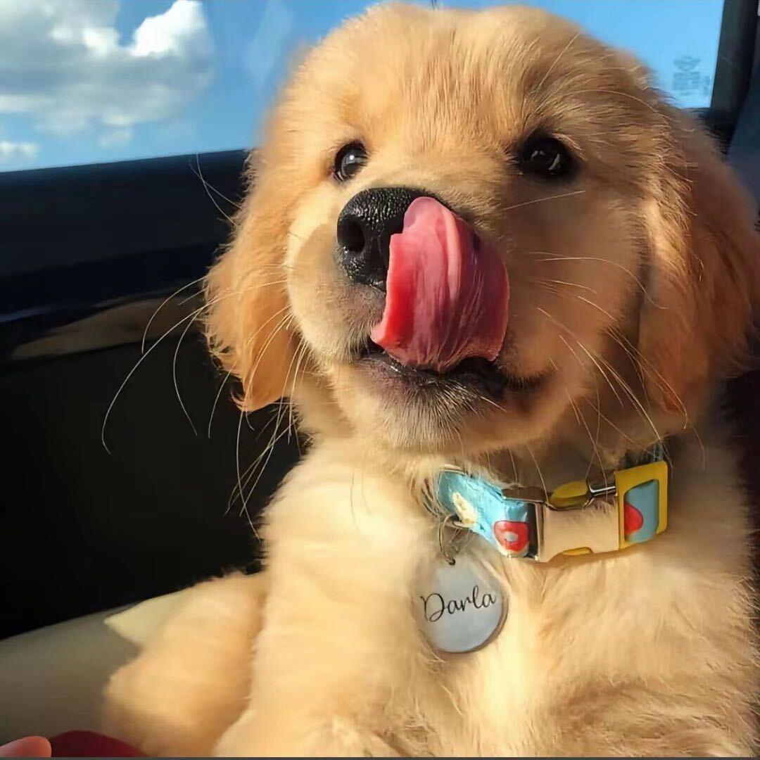 犇犇乳业(万科城秋棠苑店)星星日常直播号