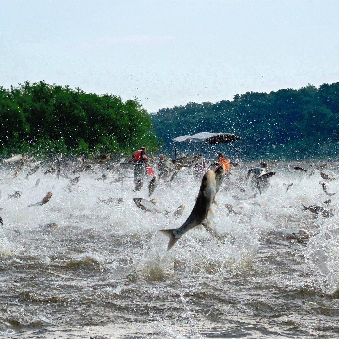 小渔村·鲜鱼药膳鸡自助火锅