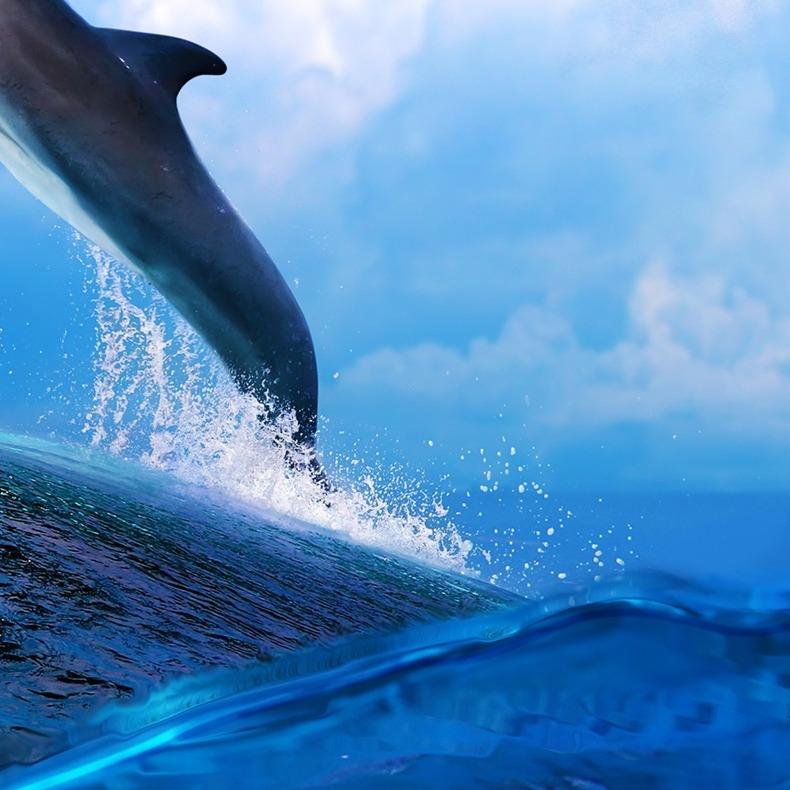 离腕汪欧噢直播号