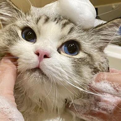 爱宠屋(中央花园店)